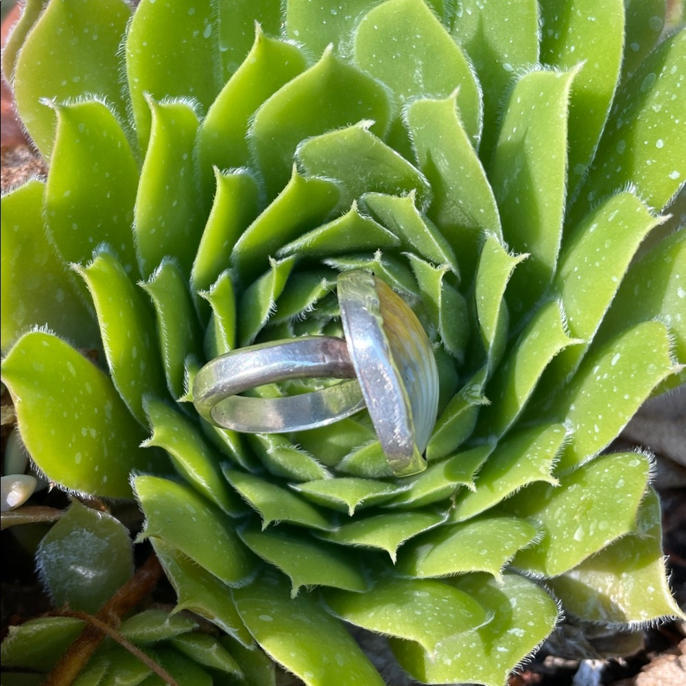 Sunrise Shell Ring - Picture 4 of 6